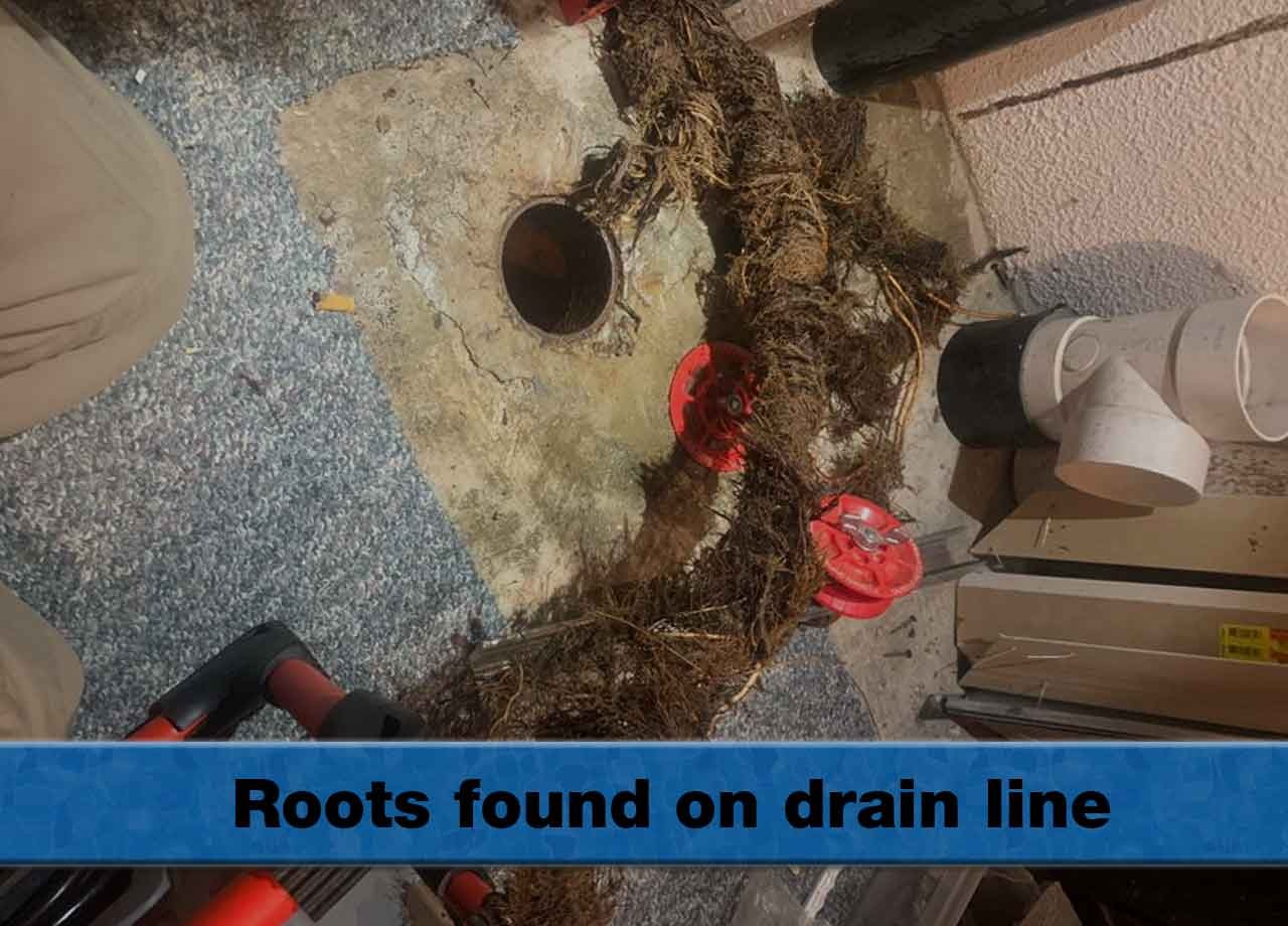 Why Roots could be another cause of your main drain line block?